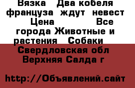  Вязка ! Два кобеля француза ,ждут  невест.. › Цена ­ 11 000 - Все города Животные и растения » Собаки   . Свердловская обл.,Верхняя Салда г.